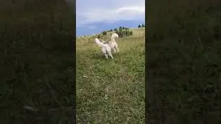 #хаски