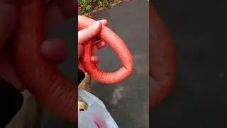 Сердце Кровью Обливается😪🐕 #помощьживотным #бездомыш