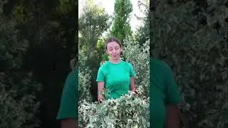 Обзор сортов гибискуса сирийского