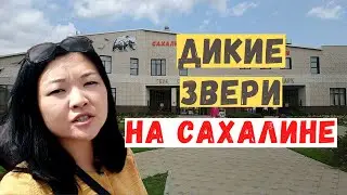 Зоопарк в Южно-Сахалинске, кормление животных. Медведи на Сахалине. Уникальный животный мир Сахалина