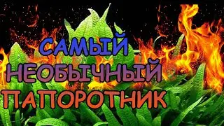 МИКРОСОРУМ ФИЛЛИПИНСКИЙ. Microsorum pteropus «Philippine. СЕКРЕТЫ СОДЕРЖАНИЯ В АКВАРИУМЕ