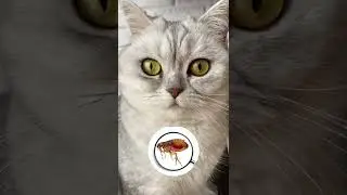 Как понять, есть ли у кошки блохи 