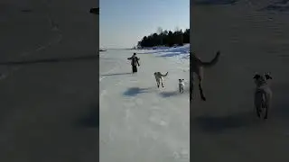 #ладожскоеозеро #природа #санктпетербург #дорогажизни