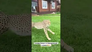 Бег гепарда в замедленной съёмке💥