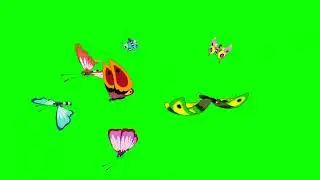 Colorful Butterflies Come From All Directions and Fly Away Animated looped On Green Screen Footage