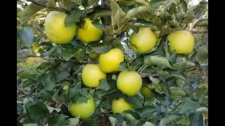 Яблоня Мутсу видео