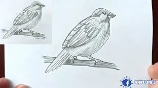 Как нарисовать ВОРОБЬЯ