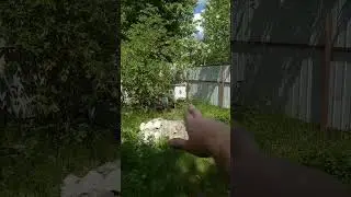 ВТОРОЙ РОЙ МЕНЬШЕ ЧЕМ ЗА  НЕДЕЛЮ. СЕЗОН В РАЗГАРЕ.