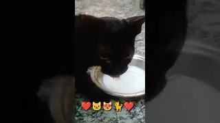 What is the cutest black cat? #SHORTS