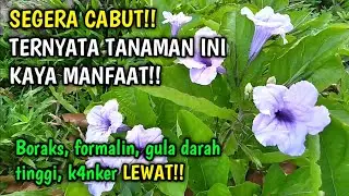 Kencana Ungu, Bunga Teman Bermain di Masa Kecil yang Kaya Manfaat