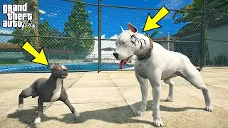YAVRU PİTBULL ABİSİ EJDER DÖVMELİ MİKE İLE SON DÖVÜŞÜNÜ YAPIYOR! - GTA 5