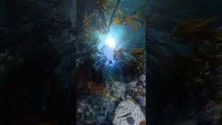 What’s under the ocean? 