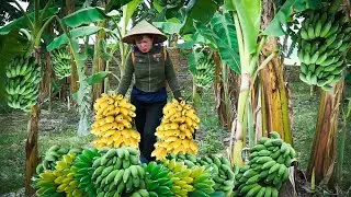 60 Busy Days Of Father & Daughter  Harvesting Ducks, Ripe bananas Go to Market to Sell Free New Life
