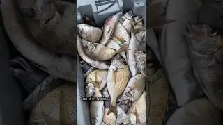 Hundreds of Pounds! Commercial Porgy Fisherman Day in the Life 