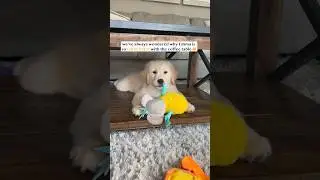 Does your dog have a special spot?
