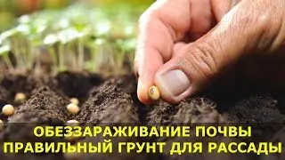 Обеззараживание почвы для рассады. Правильный грунт для рассады.