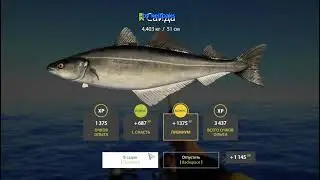 РР4 Норвежкое Море Кальмар трофей.