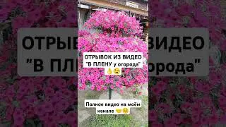 В ПЛЕНУ у Огорода - Отрывок из видео - Петуния выращивание и уход - Природное земледелие