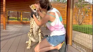 Маша помыла гепарда Герду! Первый шаг сделан!