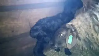 #Жизнь в деревне/ Ягнята от Гиссара двойня.