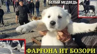 ФАРҒОНА БЕШБОЛА ИТ БОЗОРИ КУЧУКЛАРНИ ЗУРИ