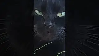 Черный Котик Милашка - Котенок Мяу #shorts