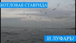 Котловая СТАВРИДА и ЛУФАРЬ на воблер - рыбалка на закате