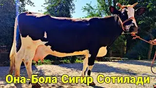 Она-Бола Бугоз Сигир Сотилади.Тел:+992988852635,+992777037600.