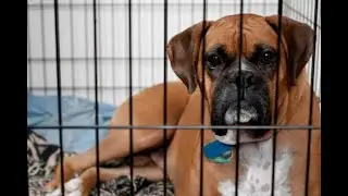 PHOTOHOP TUTORIAL - How To Remove A Cage From A Picture