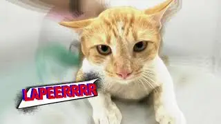 Berantem hingga Ekor Hampir putus. Chio sedang diobati