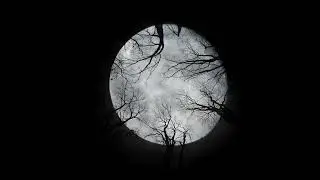 Big Moon and Dark Jungle Happy Halloween | 
