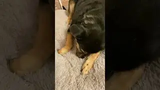 Люсю я нашла в траве❤️ 