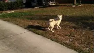 90 Day Challenge -- Killer Attack Dog!