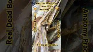 Muscles-Tendons of Lower Limbs😱Anatomy Lab😳Real Dead Body