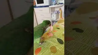 Креветки