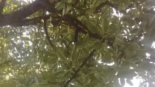 Вечер в Курятнике. Стрим