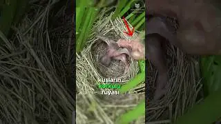 Tüm Kuşların Düşmanı Guguk Kuşu! 🐦⚔️ 🐦‍⬛😡