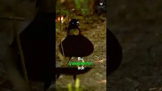 Aşk İçin Dans Eden Kuş! 🦜🕺✨