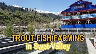 Trout Fish Farming in Swat Valley