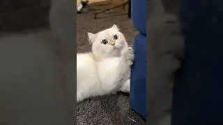 Cat ruins the house!
