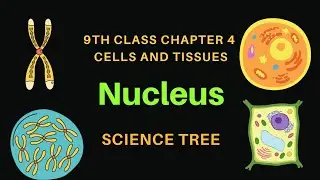 Nucleus Structure and Function | Nucleoplasm | Nucleolus