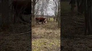 Идем бирковать дикаря! 