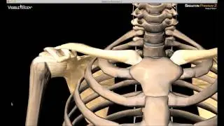 Bones and Ligaments of the Shoulder Girdle with Skeleton Premium