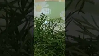Супер рецеп для поплавчанки та доної оснастки Рибаку на замітку. #рыбалка #яворович #fishing #carp