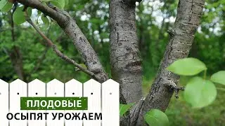 Отгибание веток с пропилом. Для чего нужно и как правильно делать? Подробная инструкция от эксперта