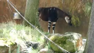 Okapi LA Zoo Los Angeles California USA August 16, 2024 Summer Conservation