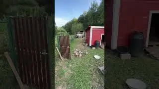 Выпускаем гусей на речку