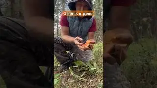 Я научу вас делать ЭТО! Тихая охота на рыжее лакомство!