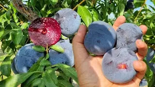 Слива Блек Сплендор.