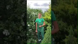 Летнее черенкование. Черенкование полуодревесневшими черенками